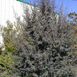 Leptospermum lanigerum 'Silver Sheen'